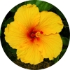 Hawaiian Catering Menu